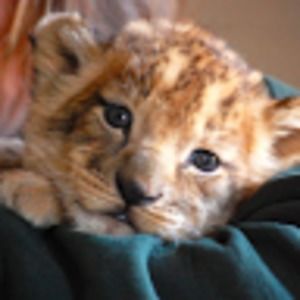 Meet your Posher, Josie